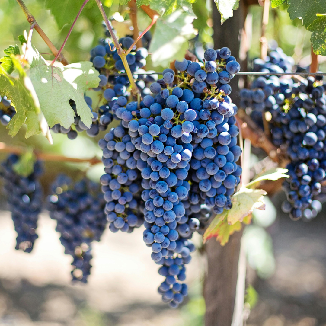 The Story Behind Our Choice for Italian Grape Leather